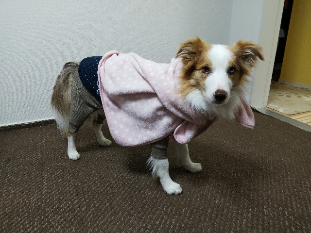 f:id:gussan-belle:20191207091200j:image
