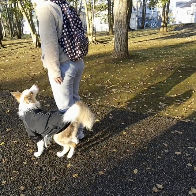 f:id:gussan-belle:20191208113357j:image