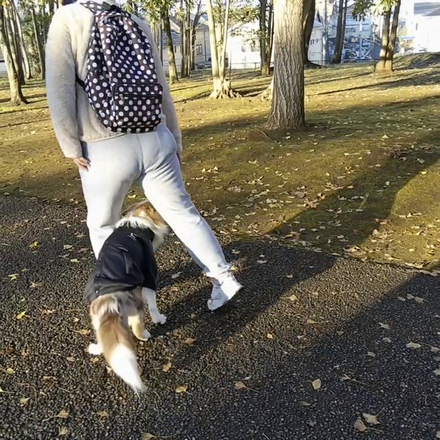 f:id:gussan-belle:20191208113408j:image