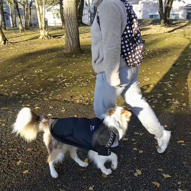 f:id:gussan-belle:20191208113442j:image
