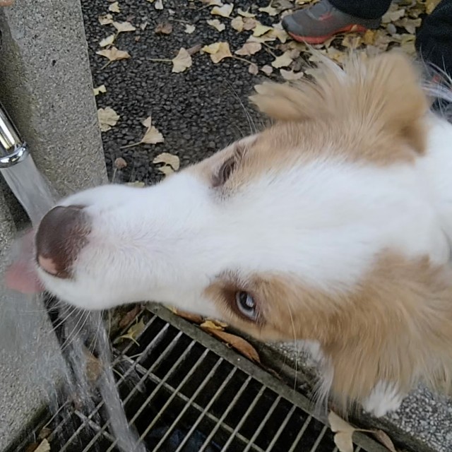 f:id:gussan-belle:20191209193015j:image