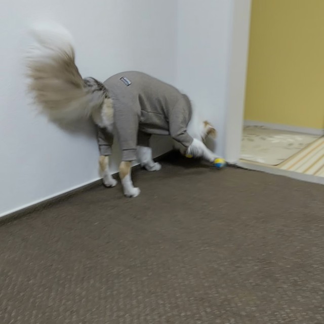 f:id:gussan-belle:20191210083106j:image