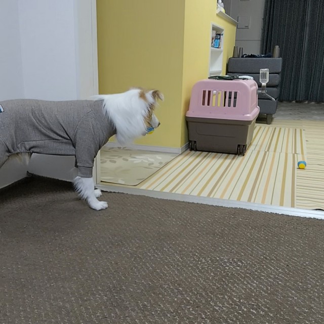 f:id:gussan-belle:20191210083128j:image
