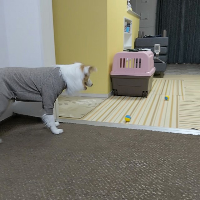 f:id:gussan-belle:20191210083146j:image