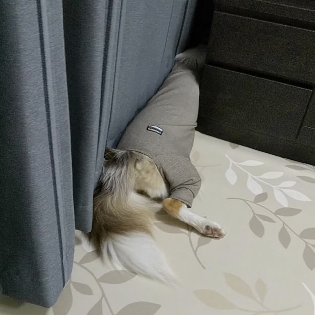 f:id:gussan-belle:20191210083210j:image