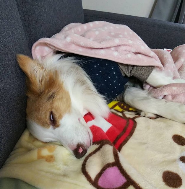 f:id:gussan-belle:20191211081205j:image