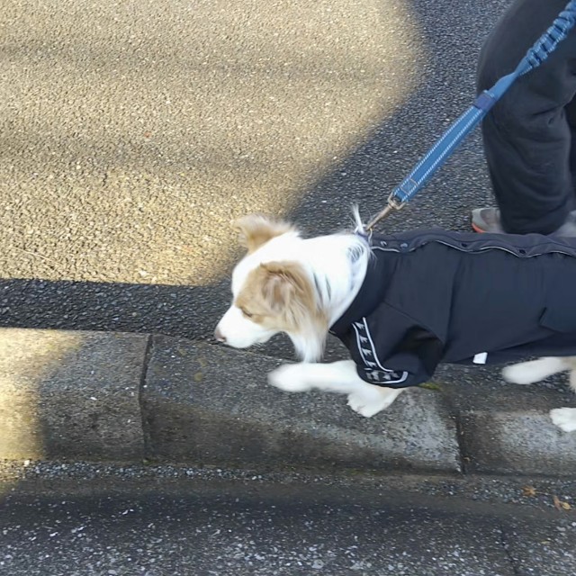 f:id:gussan-belle:20191212083802j:image