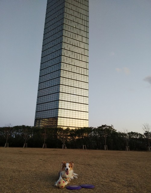 f:id:gussan-belle:20191217083224j:image