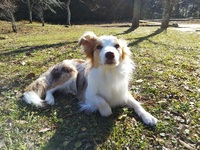 f:id:gussan-belle:20191220160210j:image
