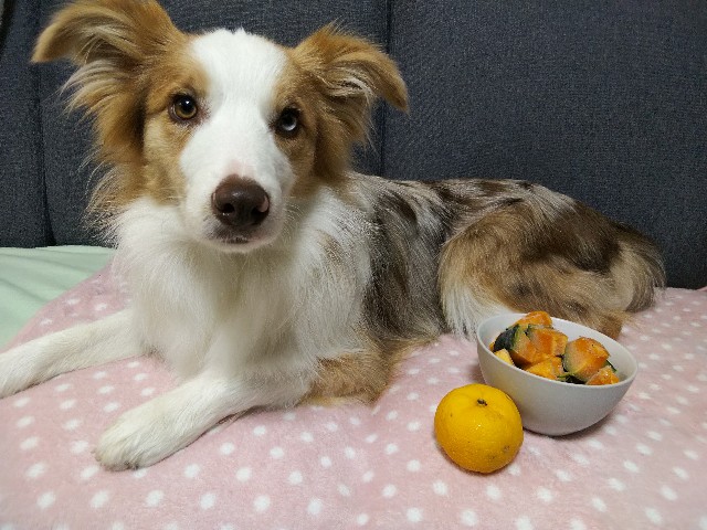f:id:gussan-belle:20191221181920j:image