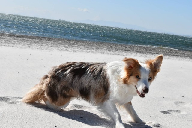 f:id:gussan-belle:20200207090701j:image f:id:gussan-belle:20200207090701j:image