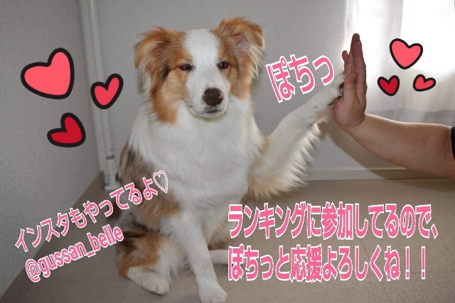 f:id:gussan-belle:20200214083134j:image f:id:gussan-belle:20200214083134j:image