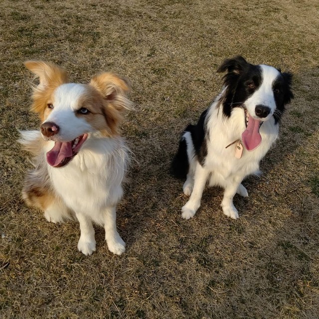 f:id:gussan-belle:20200220081259j:image f:id:gussan-belle:20200220081259j:image