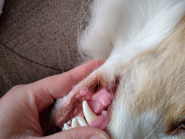 f:id:gussan-belle:20200309084032j:image