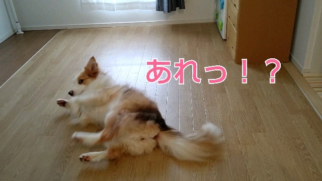 f:id:gussan-belle:20200314154246j:image