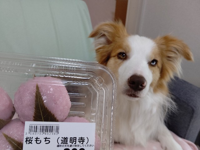 f:id:gussan-belle:20200314154328j:image