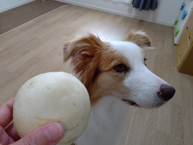 f:id:gussan-belle:20200321083541j:image