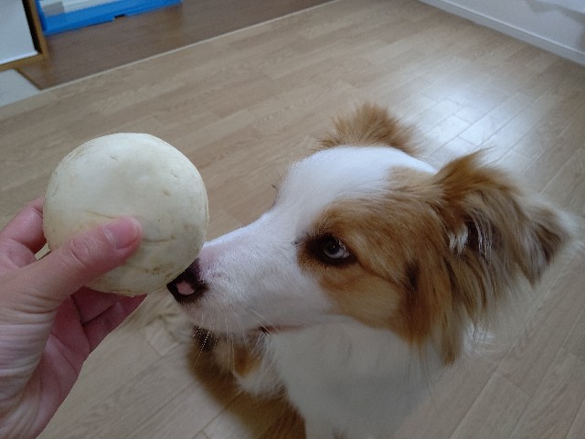 f:id:gussan-belle:20200321083549j:image