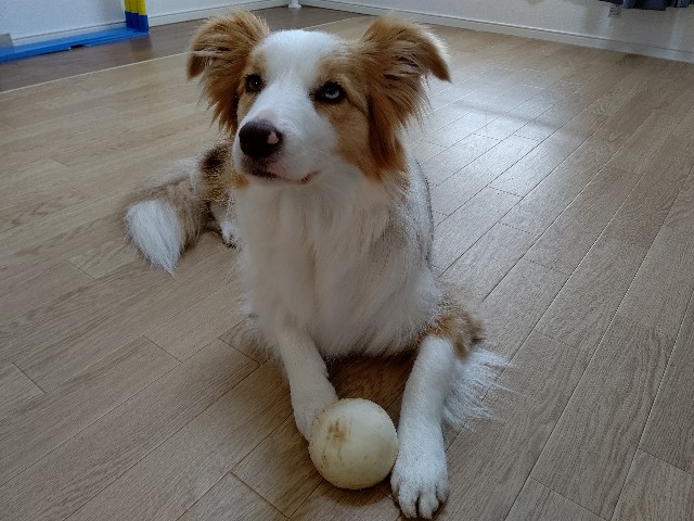 f:id:gussan-belle:20200321083600j:image