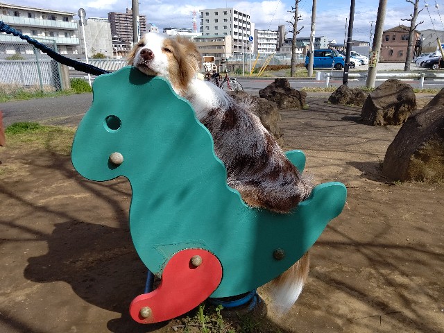 f:id:gussan-belle:20200321083637j:image