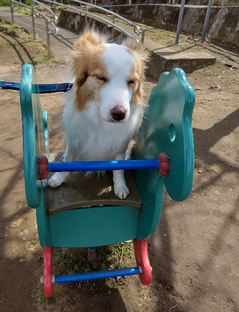 f:id:gussan-belle:20200321083714j:image