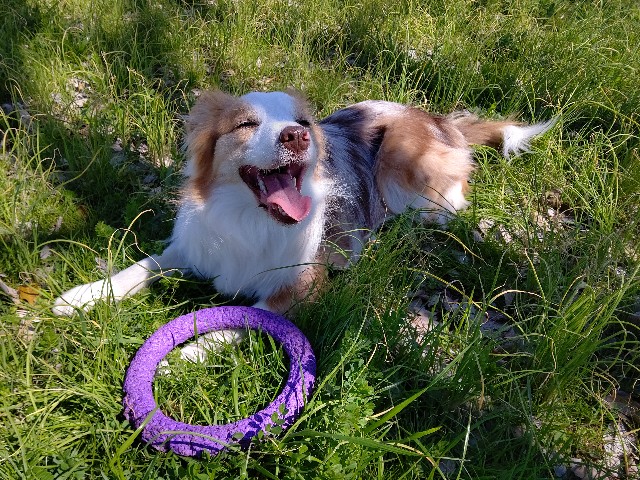 f:id:gussan-belle:20200326080101j:image f:id:gussan-belle:20200326080101j:image