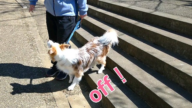 f:id:gussan-belle:20200327071436j:image f:id:gussan-belle:20200327071436j:image