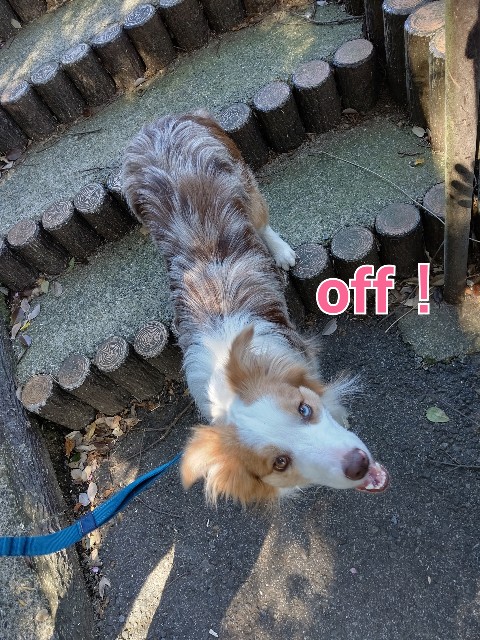 f:id:gussan-belle:20200327071443j:image f:id:gussan-belle:20200327071443j:image