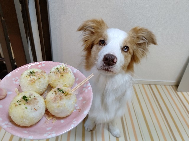 f:id:gussan-belle:20200329083403j:image