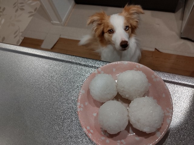 f:id:gussan-belle:20200329083454j:image