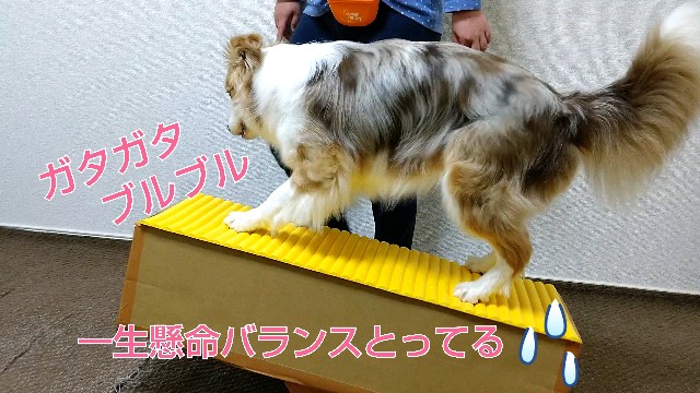 f:id:gussan-belle:20200401082027j:image