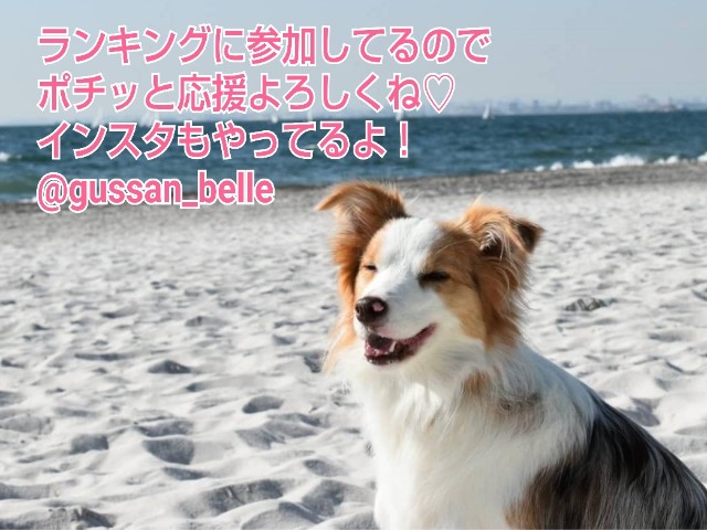 f:id:gussan-belle:20200411084230j:image