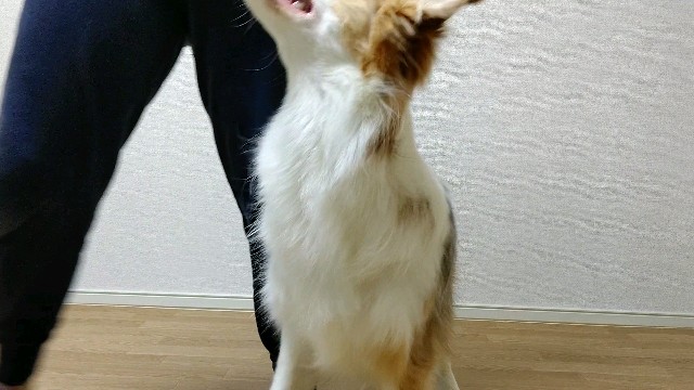 f:id:gussan-belle:20200419080200j:image