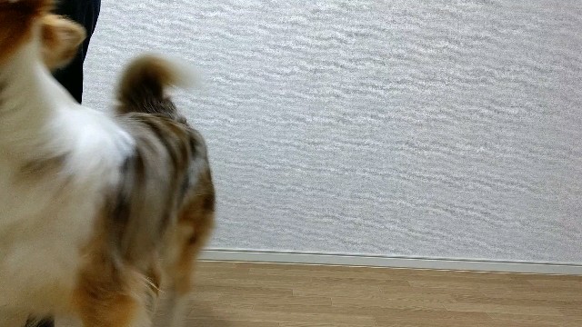 f:id:gussan-belle:20200419080220j:image