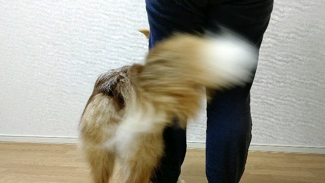 f:id:gussan-belle:20200419080255j:image