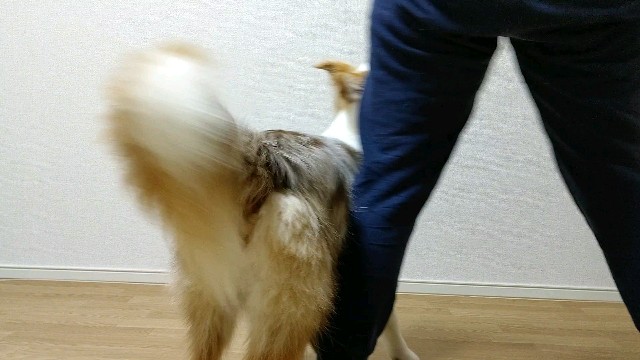 f:id:gussan-belle:20200419080307j:image