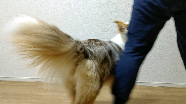 f:id:gussan-belle:20200419080319j:image