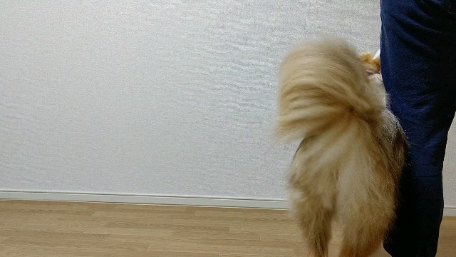 f:id:gussan-belle:20200419080351j:image