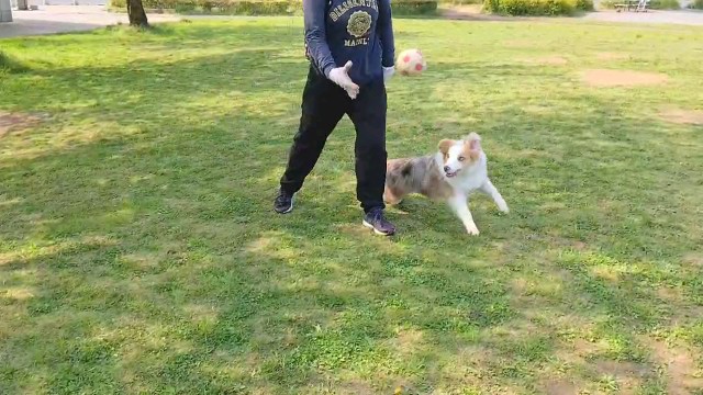 f:id:gussan-belle:20200501110010j:image f:id:gussan-belle:20200501110010j:image