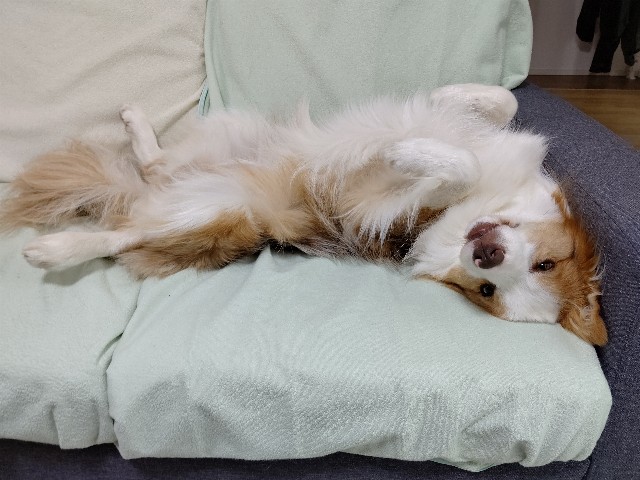 f:id:gussan-belle:20200513101811j:image