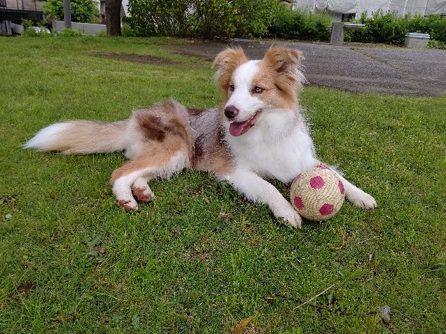 f:id:gussan-belle:20200528093444j:image f:id:gussan-belle:20200528093444j:image