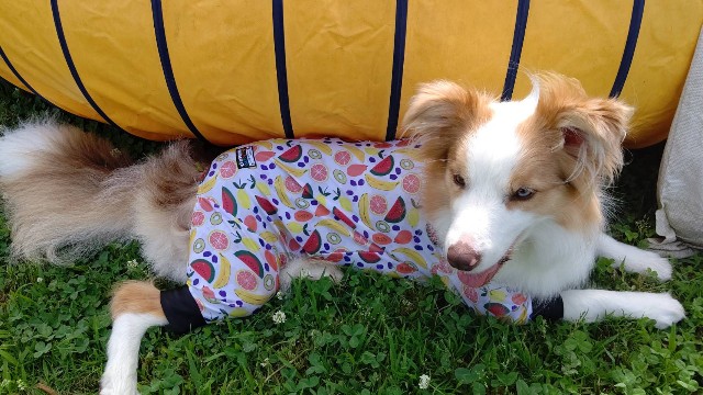 f:id:gussan-belle:20200614094643j:image