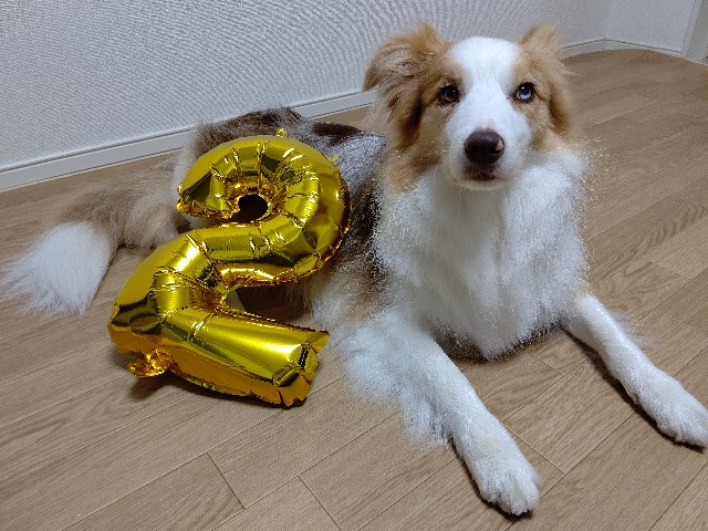 f:id:gussan-belle:20200618081200j:image f:id:gussan-belle:20200618081200j:image