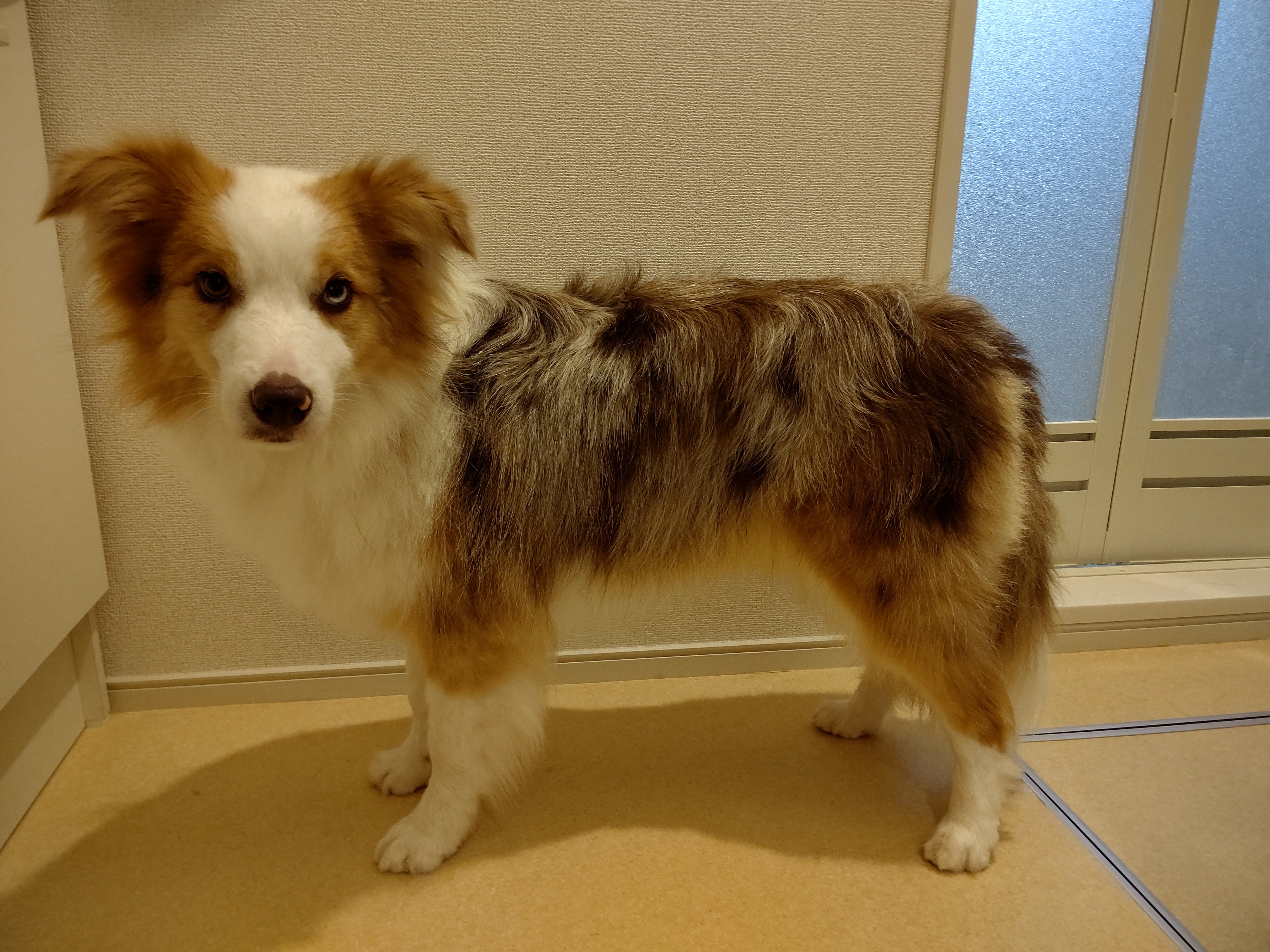 f:id:gussan-belle:20200627085154j:image f:id:gussan-belle:20200627085154j:image