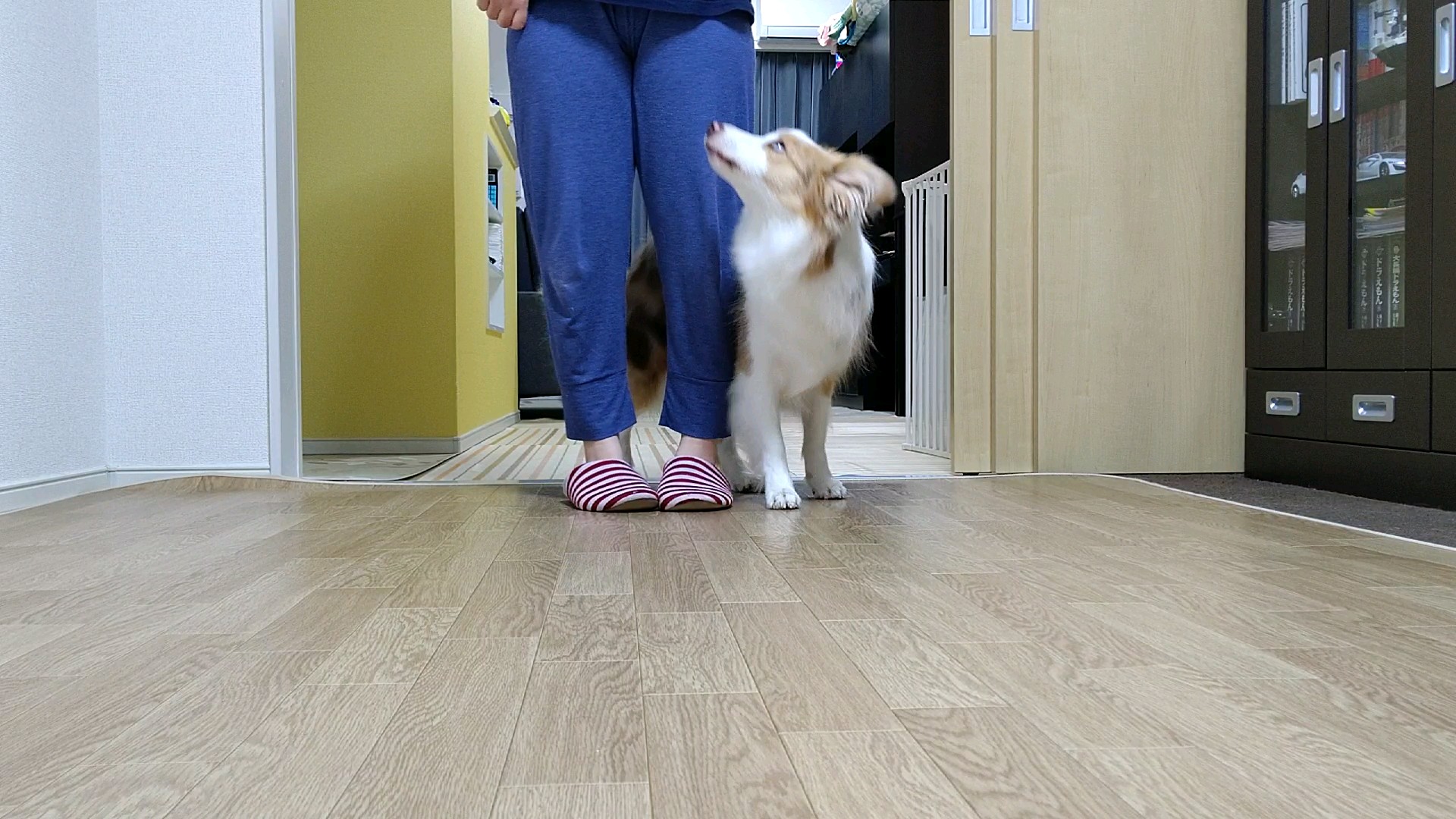 f:id:gussan-belle:20200628120608j:image