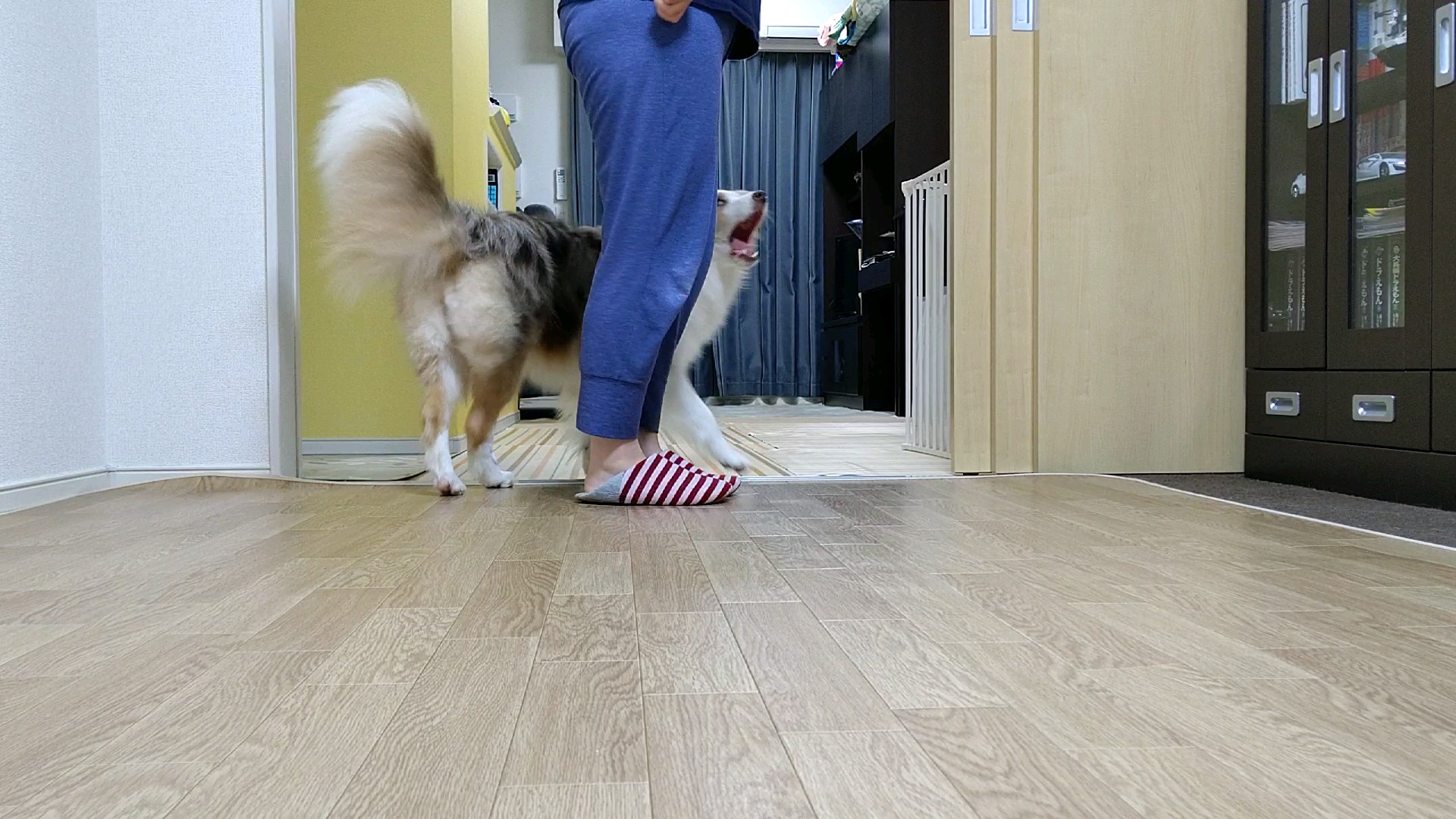 f:id:gussan-belle:20200628120725j:image