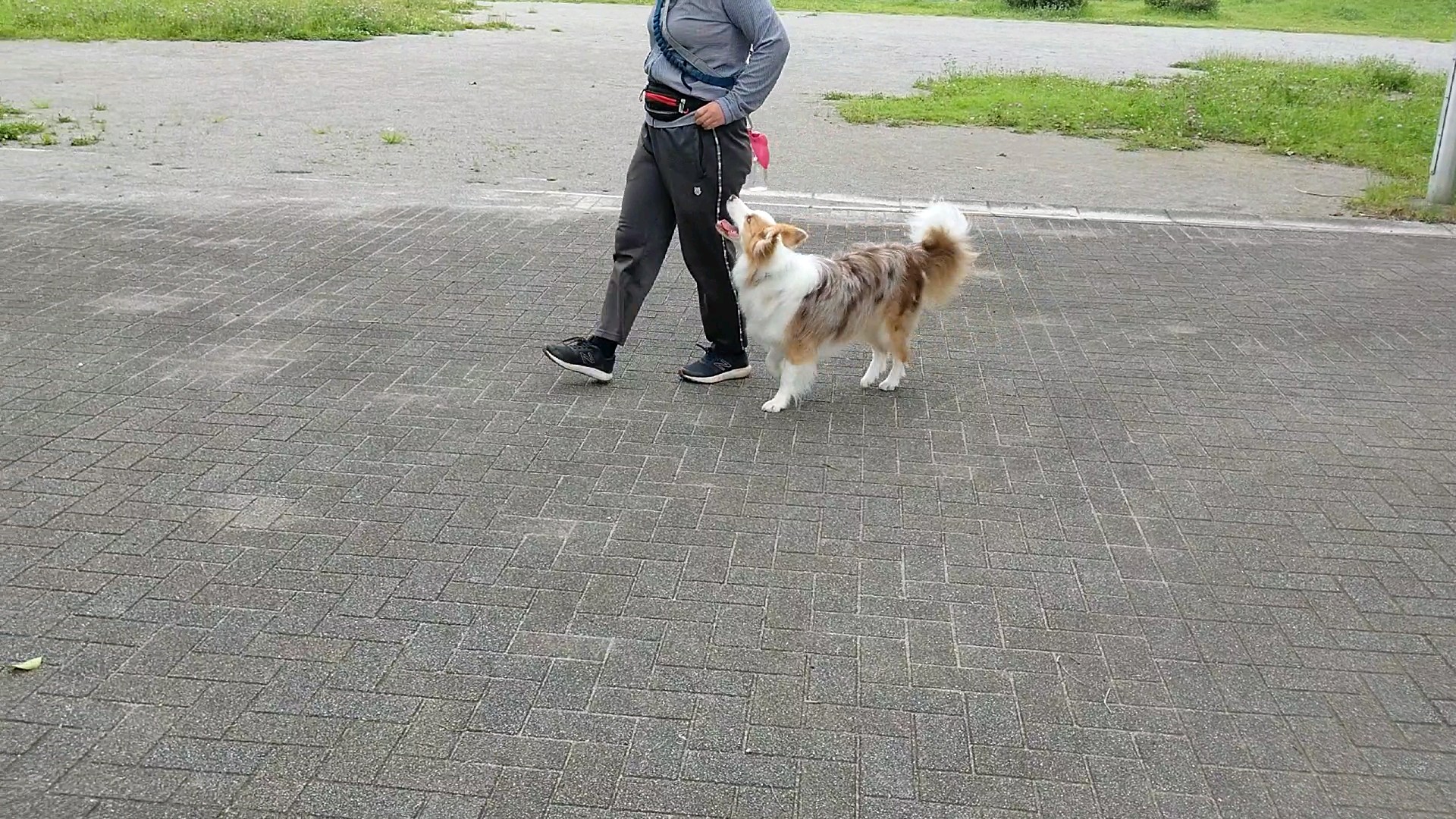 f:id:gussan-belle:20200628120841j:image