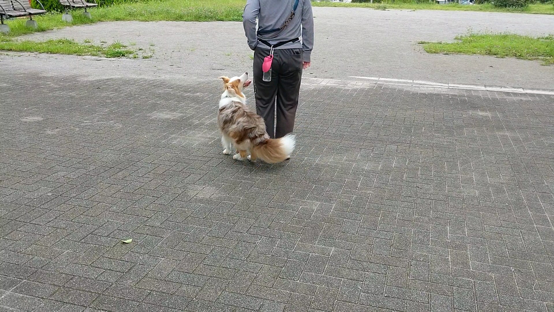 f:id:gussan-belle:20200628120857j:image