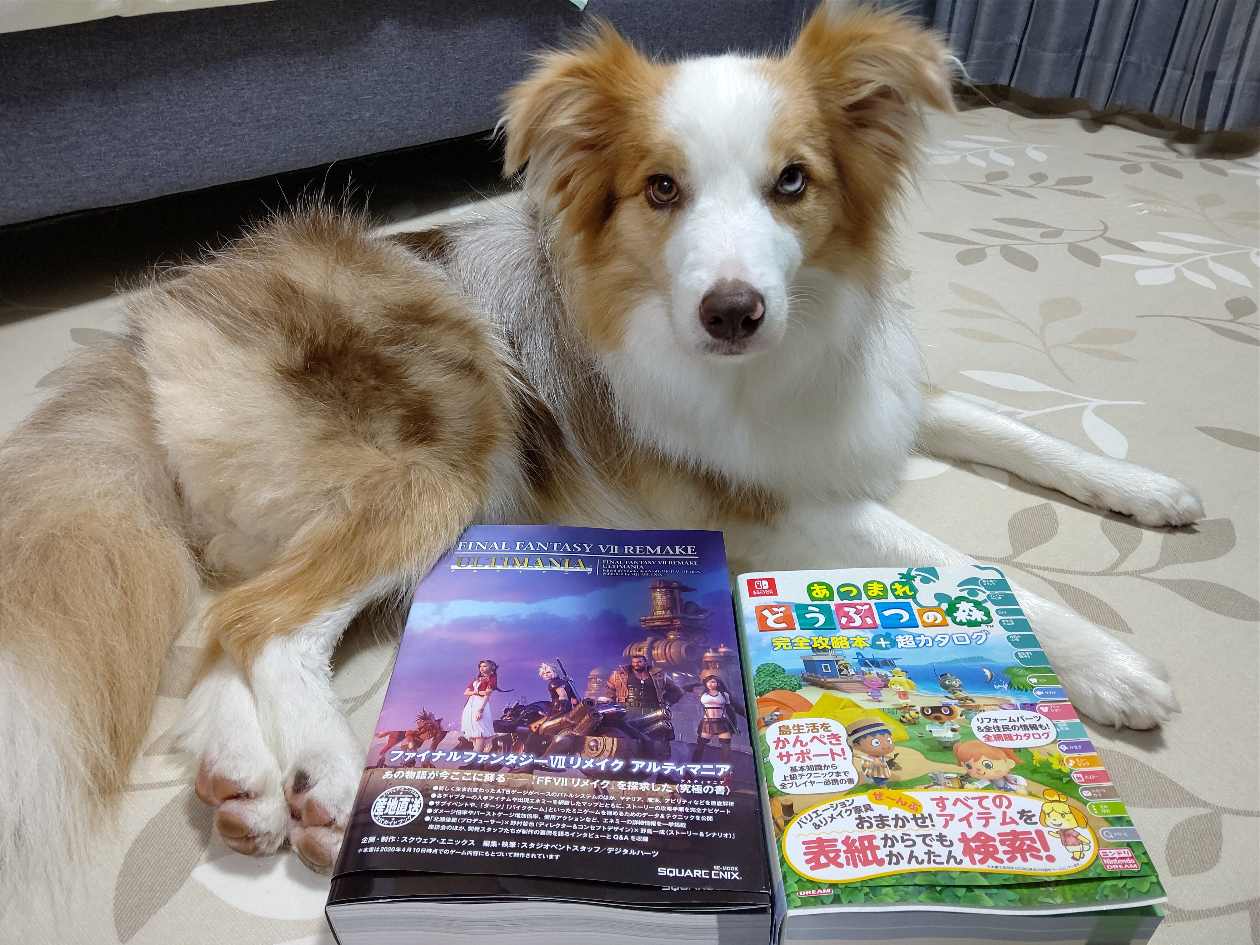 f:id:gussan-belle:20200628121137j:image