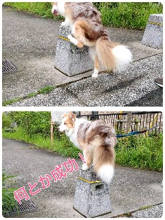 f:id:gussan-belle:20200712090300j:image